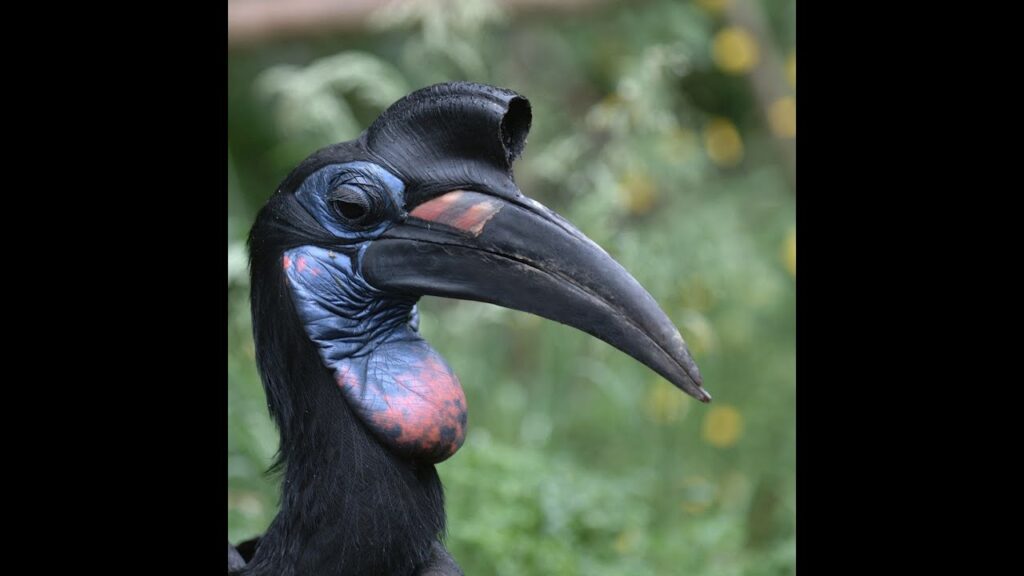 New Mandela Effect Creatures Mandela Effects