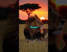 Mandela Effect With Elephants