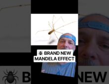 🕷 BRAND NEW MANDELA EFFECT